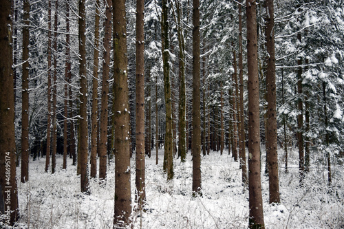 Winter Forest Trees