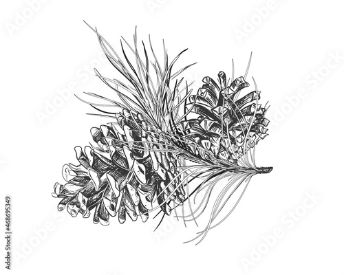 Hand drawn sketch black and white of pinecone branch. Vector illustration of fir cone. Elements in graphic style label, card, sticker, menu, package. Engraved style illustration.