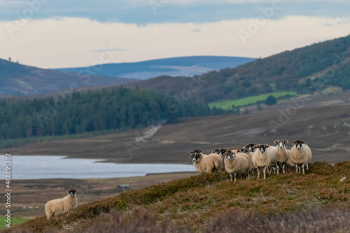Group of Scottish blackface sheep pose in front of mountains and loch landscape, Cairngorms, Scotland