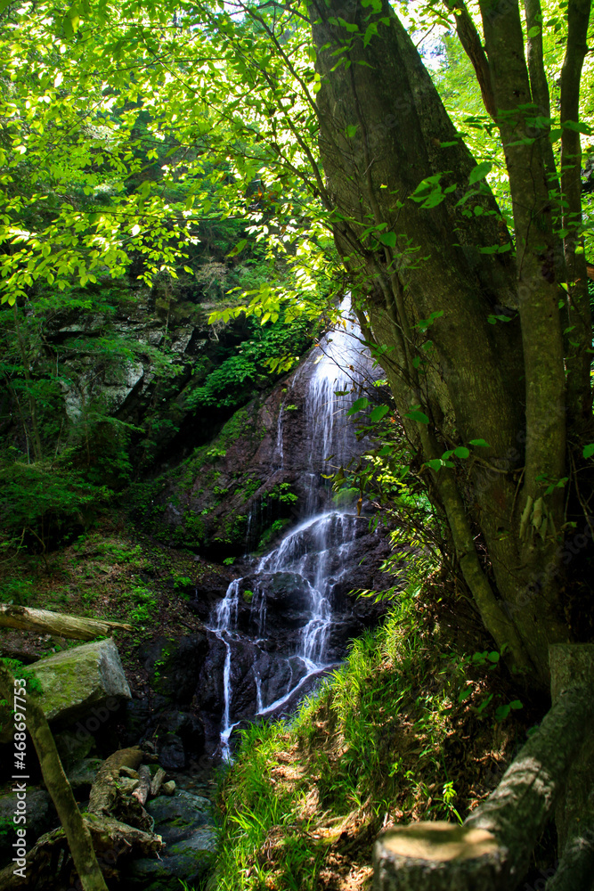 Obraz premium 留春の滝