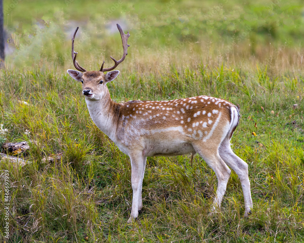 Fototapeta premium Deer Fallow Stock Photo and Image. Close-up profile view in the field with grass background in his environment and surrounding habitat displaying its antlers. Fallow Deer Image.