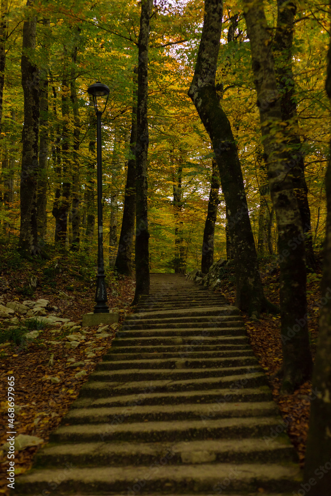 Obraz premium path in the woods
