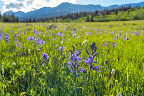 Spring Valley - Field of Blue Camas wildflowers blooming in a mountain meadow at Cut Bank Valley on a sunny and calm Spring Evening, Glacier National Park, Montana, USA. photo