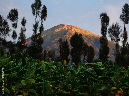 Mount Sindoro rises majestically at dawn, where the surrounding tobacco plantations still look dark and grainy.