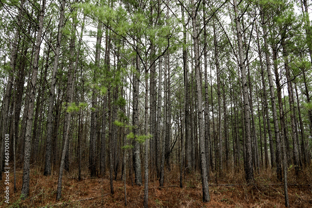 Fototapeta premium tall conifer pine tree forest roadside nature scene