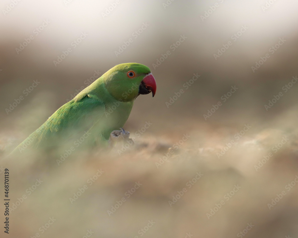 Parrot on ground. The rose-ringed parakeet, also known as the ring-necked parakeet, is a medium-sized parrot in the genus Psittacula, of the family Psittacidae. Parrot on ground. The rose-ringed parakeet, also known as the ring-necked parakeet, is a medium-sized parrot in the genus Psittacula, of the family Psittacidae.
