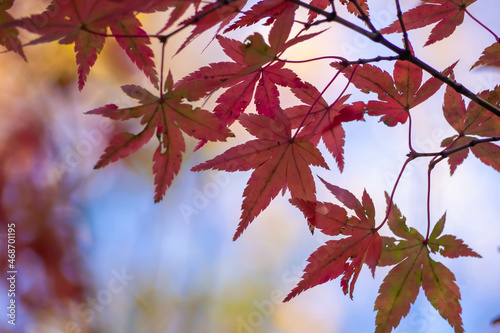 暖色の背景に浮かび上がる赤いカエデの紅葉