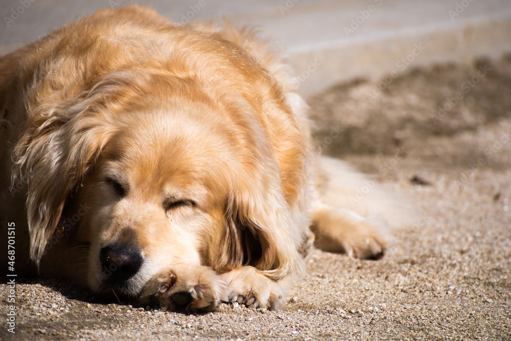 A golden retriever takes a nap outside. A golden retriever takes a nap outside.