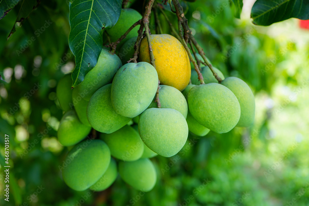Fresh green and yellow mangoes on a mango tree. Mangifera indica L. Var. Fresh green and yellow mangoes on a mango tree. Mangifera indica L. Var.