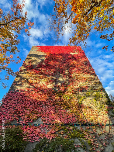 Tree shadow cast on building facade fully covered with red yellow colourful ivy like a canvas against blue sky and tree foliage in autumn at UBC photo