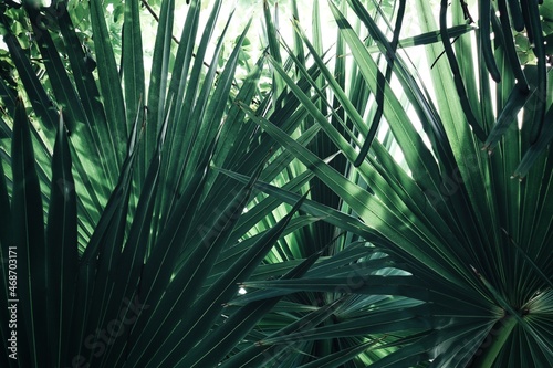 Beautiful of green tropical leaves background