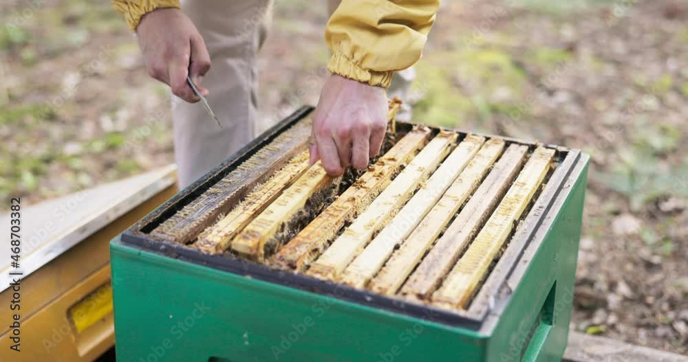 A beekeeper smiling, protected by a protective suit with a mosquito net on his face, takes care of the hives, watches the bees work on the frame while making honey A beekeeper smiling, protected by a protective suit with a mosquito net on his face, takes care of the hives, watches the bees work on the frame while making honey