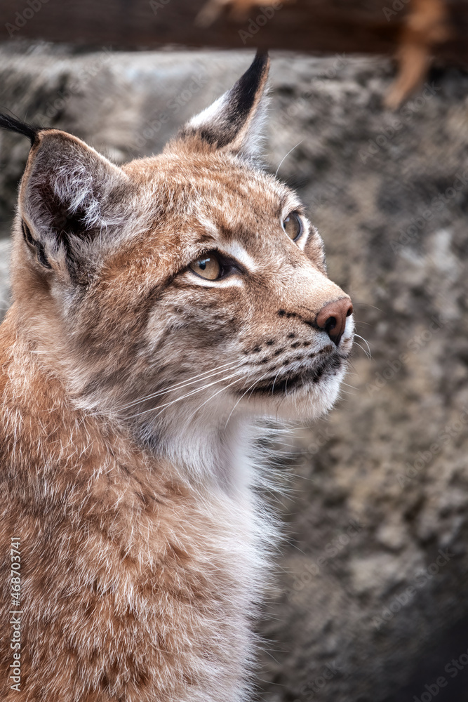 Portrait of The Eurasian lynx close-up, lat. Lynx lynx Portrait of The Eurasian lynx close-up, lat. Lynx lynx