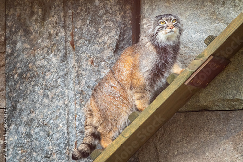 Photography Wild cat manul or Pallas's cat, lat. Otocolobus manul, in the zoo