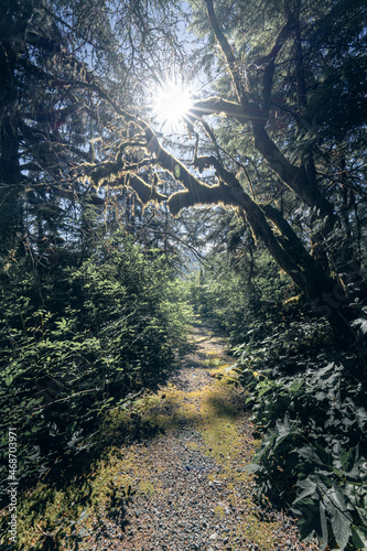 Sun filters through the forest canopy of a hiking trail 