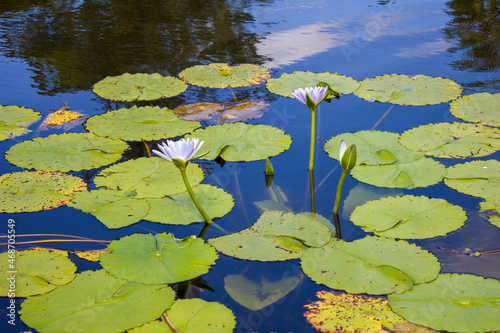 Water lily in the pond © luke