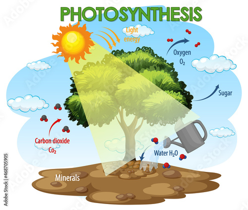 Diagram showing process of photosynthesis in plant