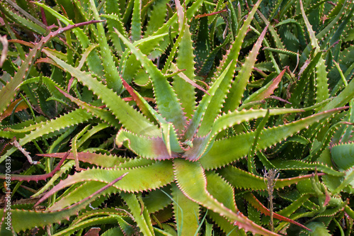 Wallpaper Mural Aloe vera plant Torontodigital.ca