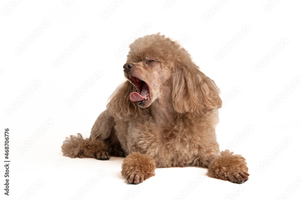 Portrait of a beautiful dog on a light background