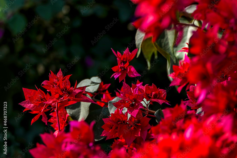 Multicolored leaves of Bougainvillea plant closeup on a blurred background. Selective focus Multicolored leaves of Bougainvillea plant closeup on a blurred background. Selective focus