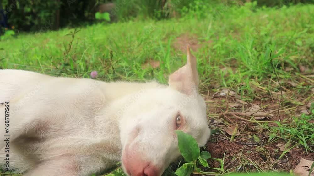 วิดีโอสต็อก
Confused dog looking at camera lying on front lawn Lying on the ground rolling, showing intelligence, cuteness, and noble beauty. Taken on 10-31-2021 at 12:00 วิดีโอสต็อก
Confused dog looking at camera lying on front lawn Lying on the ground rolling, showing intelligence, cuteness, and noble beauty. Taken on 10-31-2021 at 12:00