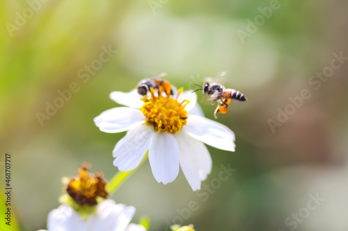 Blurred white bidens pilosa flower blooming with bees drinking nectar in garden background