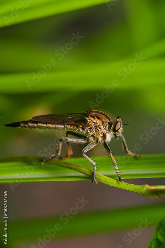 Robber fly on the branch looking for prey