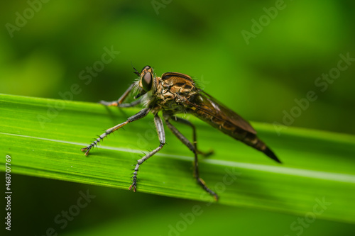 Robber fly on the branch looking for prey