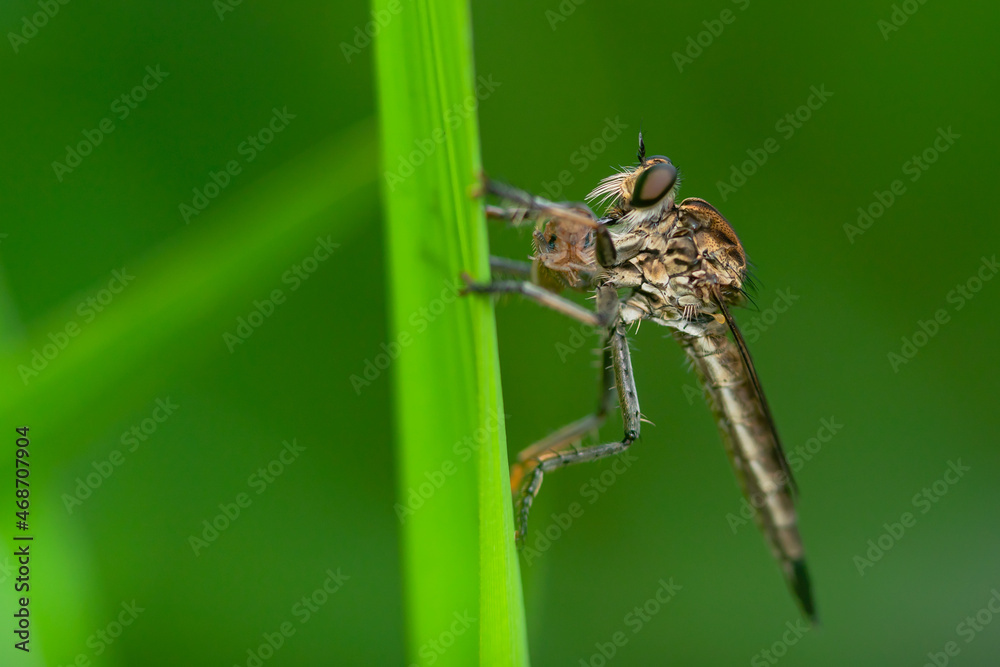 Robber fly on the branch looking for prey Robber fly on the branch looking for prey