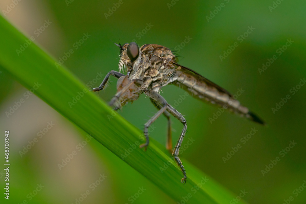 Robber fly on the branch looking for prey Robber fly on the branch looking for prey