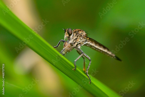 Robber fly on the branch looking for prey