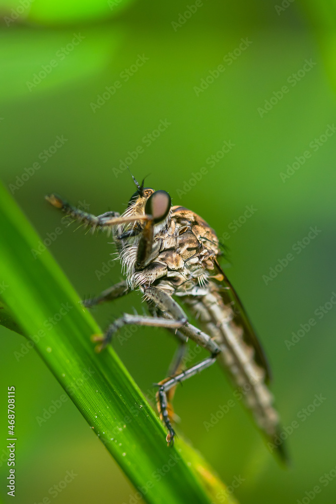 Robber fly on the branch looking for prey Robber fly on the branch looking for prey