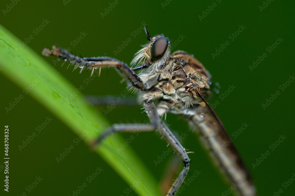 Robber fly on the branch looking for prey Robber fly on the branch looking for prey