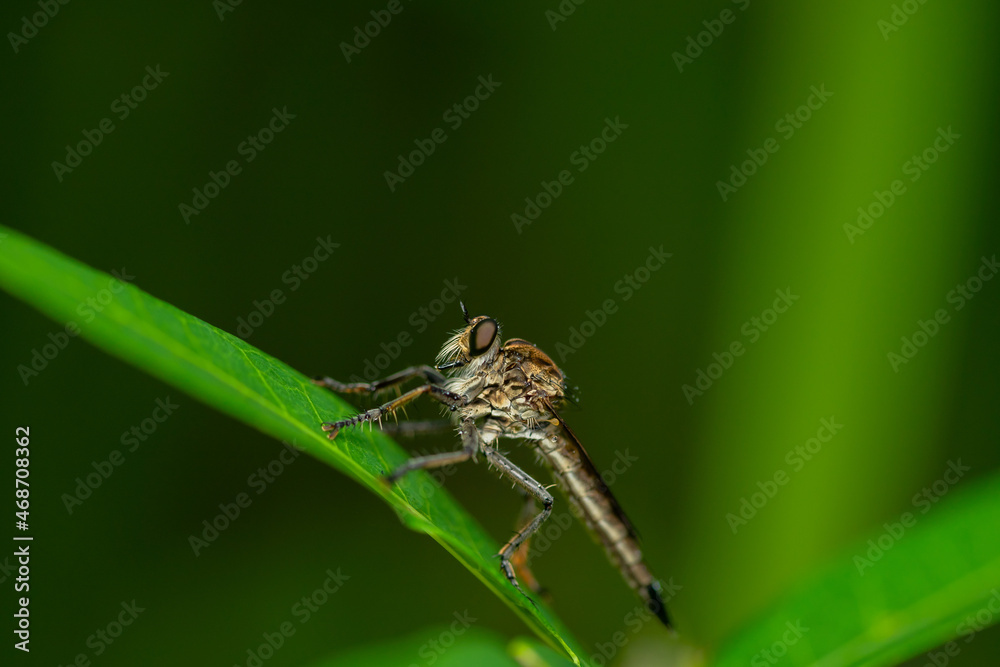 Robber fly on the branch looking for prey Robber fly on the branch looking for prey