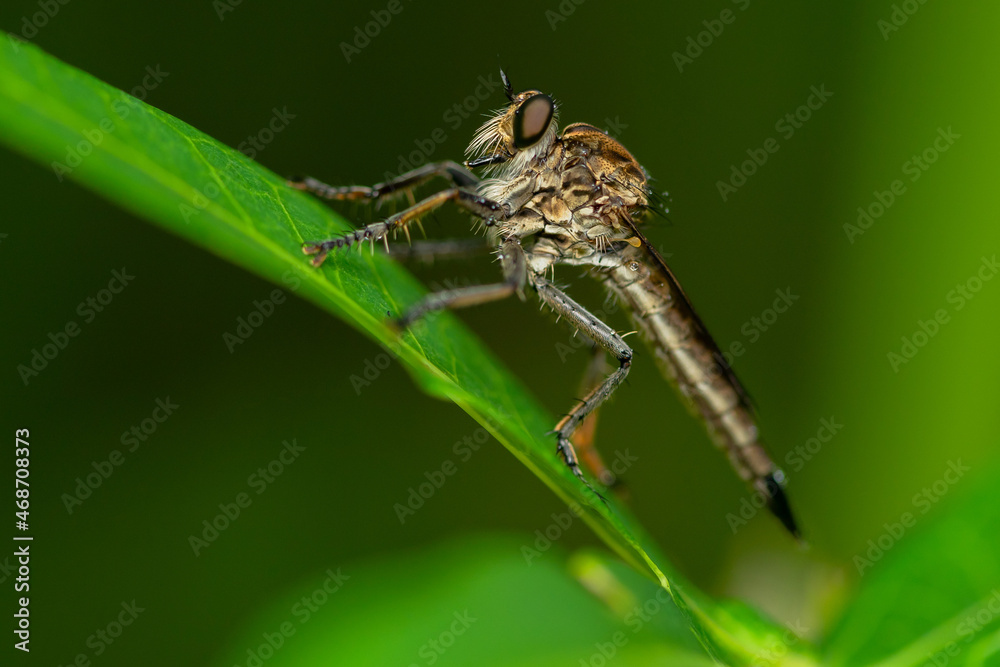 Robber fly on the branch looking for prey Robber fly on the branch looking for prey
