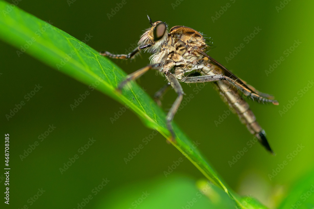 Robber fly on the branch looking for prey