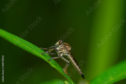 Wallpaper Mural Robber fly on the branch looking for prey Torontodigital.ca