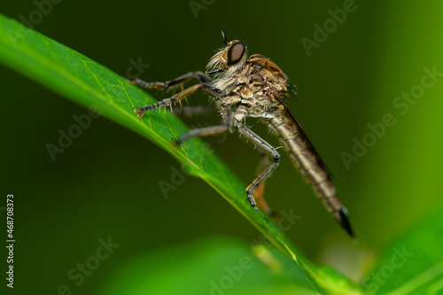 Robber fly on the branch looking for prey