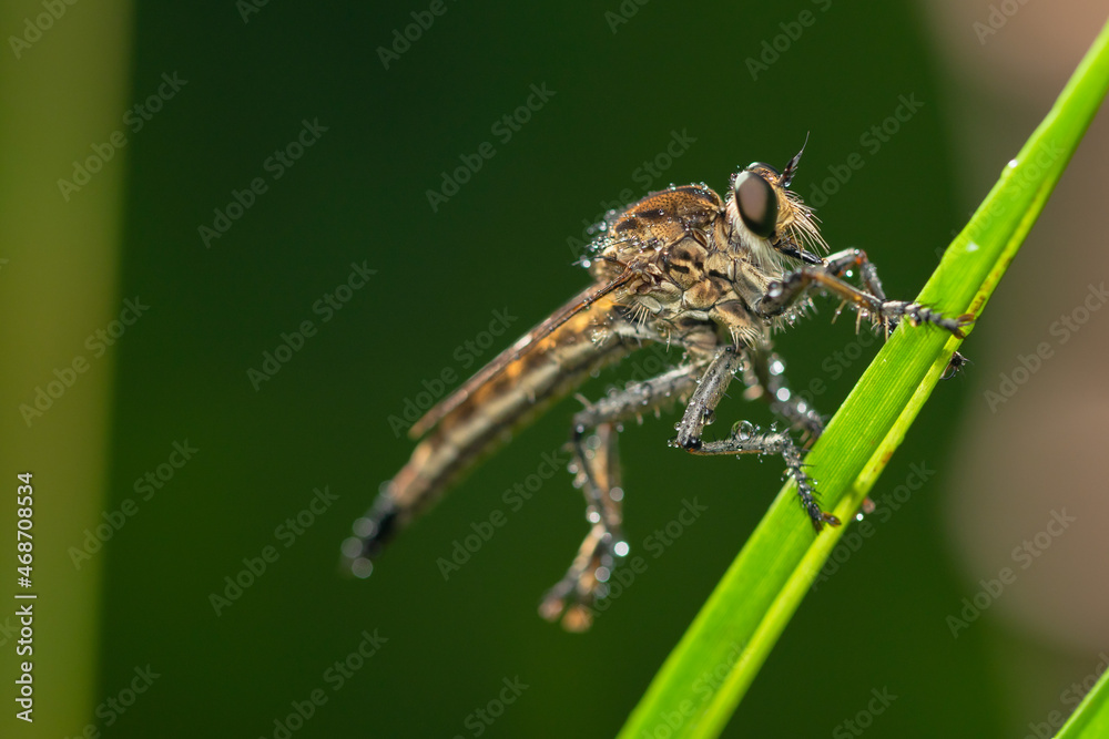 Robber fly on the branch looking for prey Robber fly on the branch looking for prey