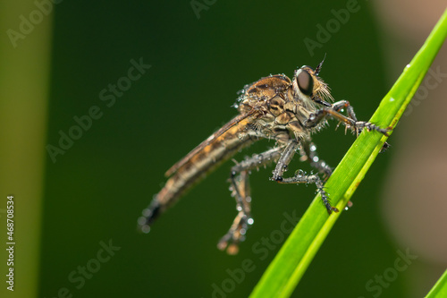 Robber fly on the branch looking for prey © parianto
