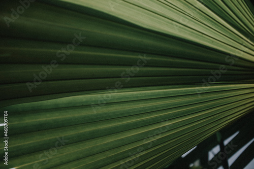 textura de hojas de palmera