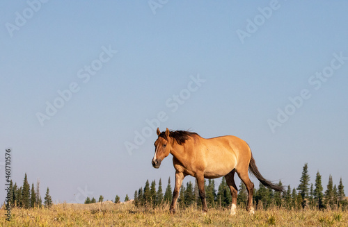 Pregnant dun colored Wild Horse mare in the western United States