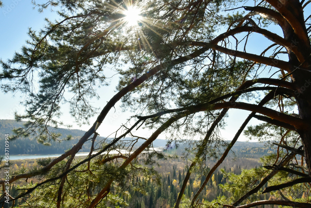 Fototapeta premium trees and sky