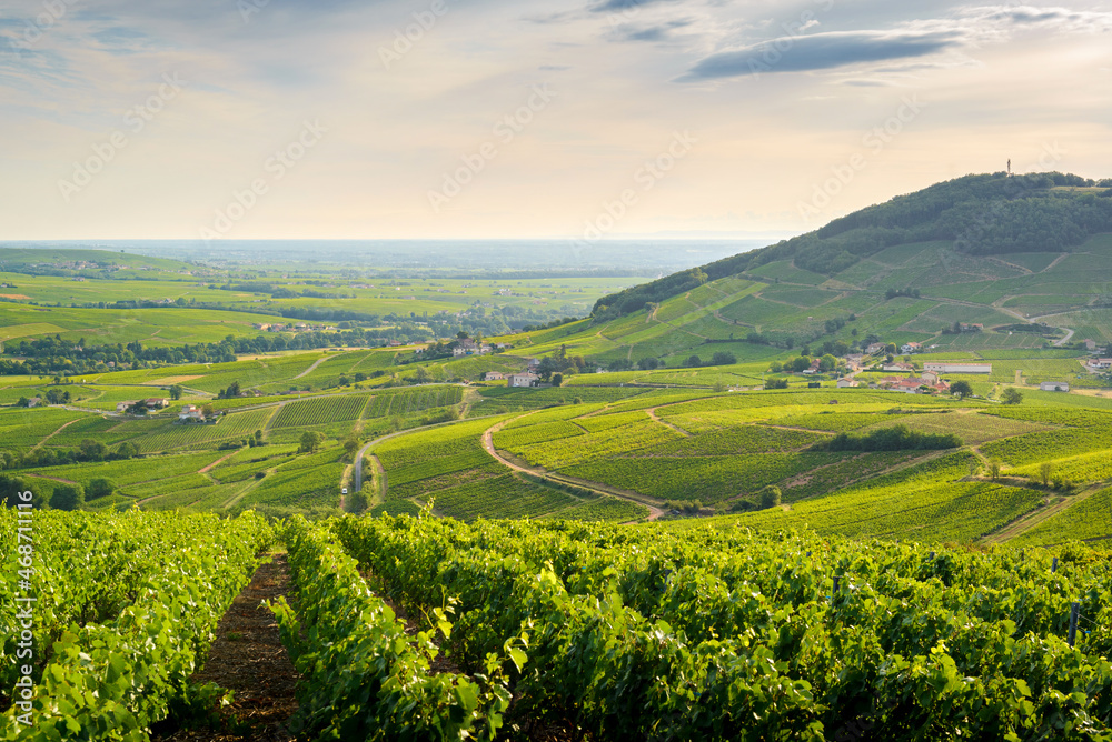 Le Mont Brouilly et vignes au lever du jour, Beaujolais, France