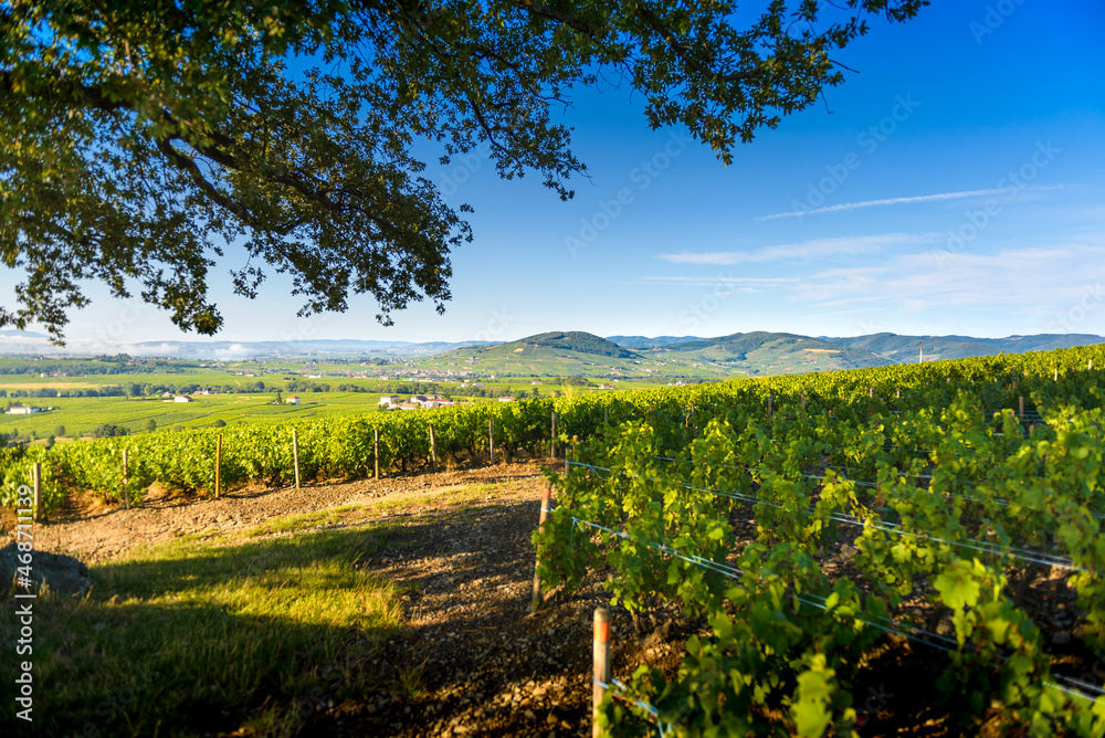 Le vignoble de Morgon et Le Mont Brouilly, Beaujolais, France