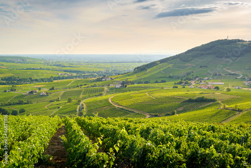 Le Mont Brouilly et vignes au lever du jour, Beaujolais, France