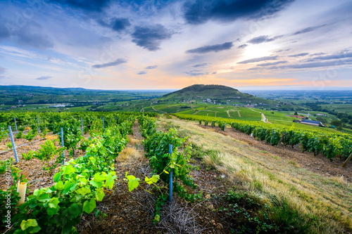 Le Mont Brouilly et vignes au lever du jour  Beaujolais  France