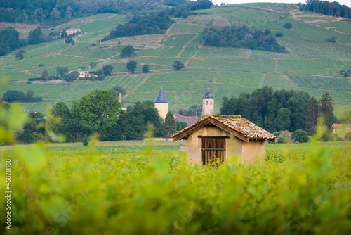 Cadole du Beaujolais au milieu des vignes, France photo