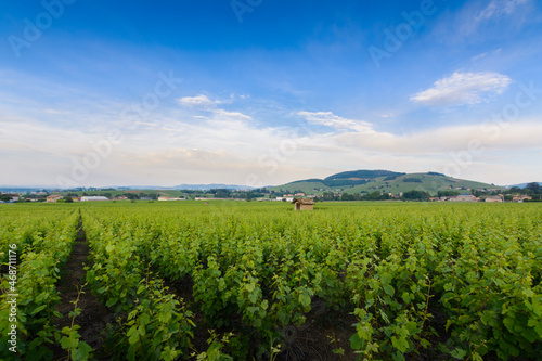 Cadole du Beaujolais au milieu des vignes, France