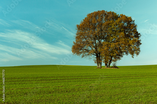 An isolated tree grows alone in the field.Autumn  sunny day  some white clouds in the blue sky  the leaves on the tree have fall colors. 